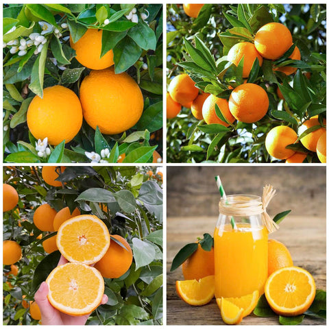 Navel Orange Seeds pack for planting, ideal for home orchard growth.