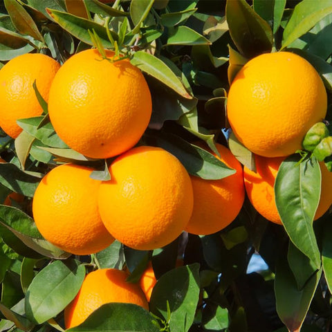 Navel Orange Seeds soaking prep demonstrates priming for improved germination.