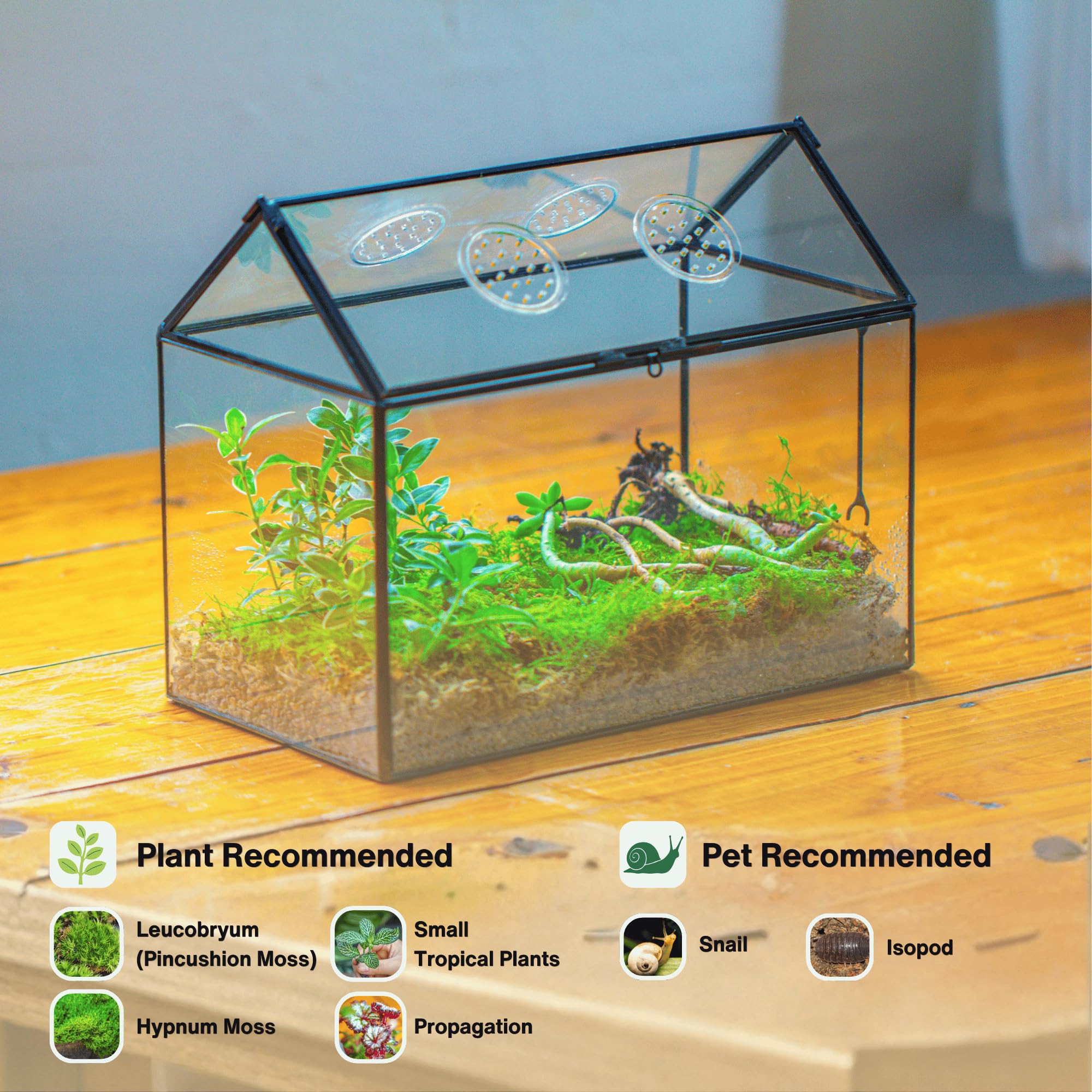 NCYP terrarium top with air holes and acrylic sheets for ventilation
