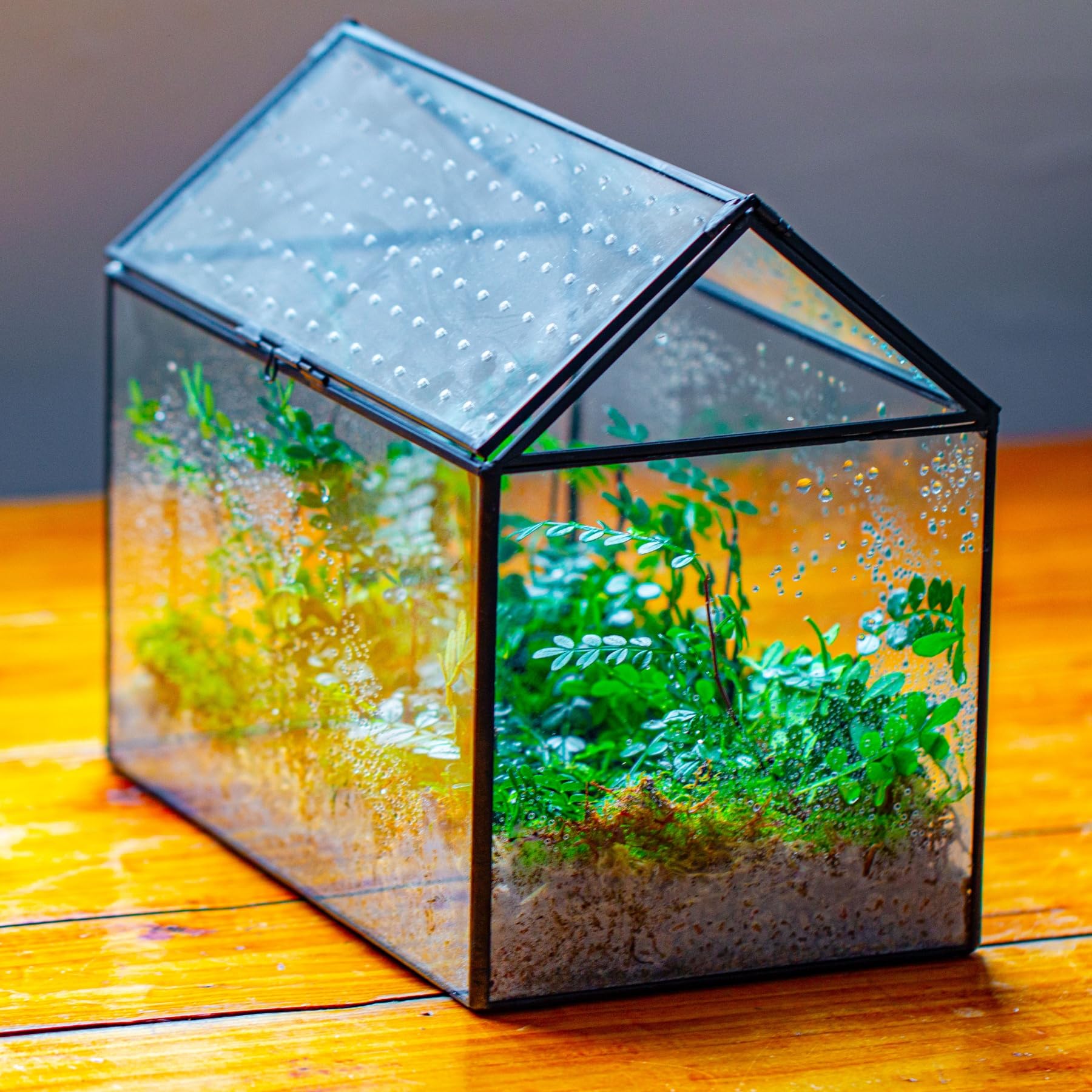 NCYP glass terrarium measures 10.2 by 5.9 by 8.2 inches for tabletop use.
