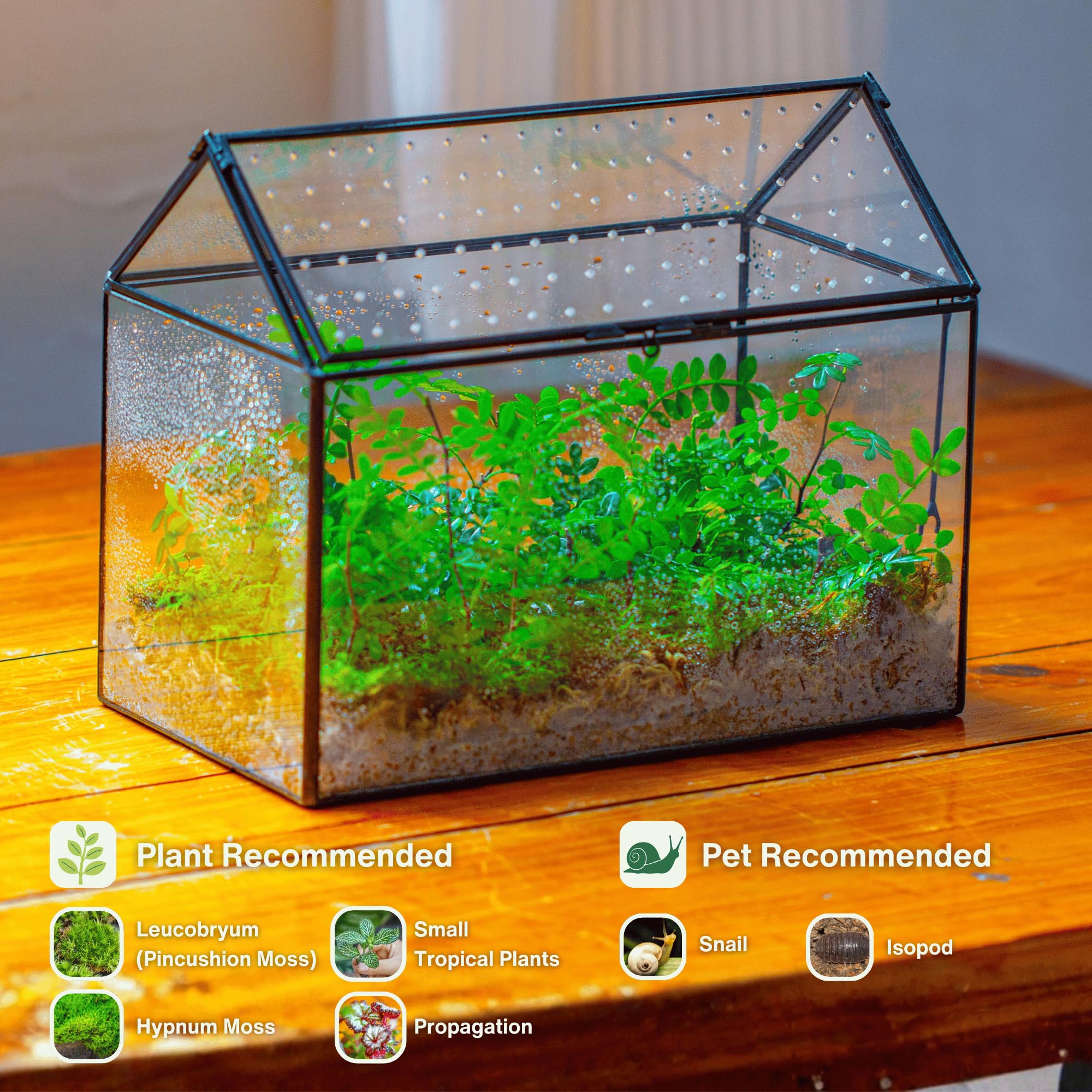 NCYP glass terrarium front-ventilation panel enables airy observation of inhabitants.