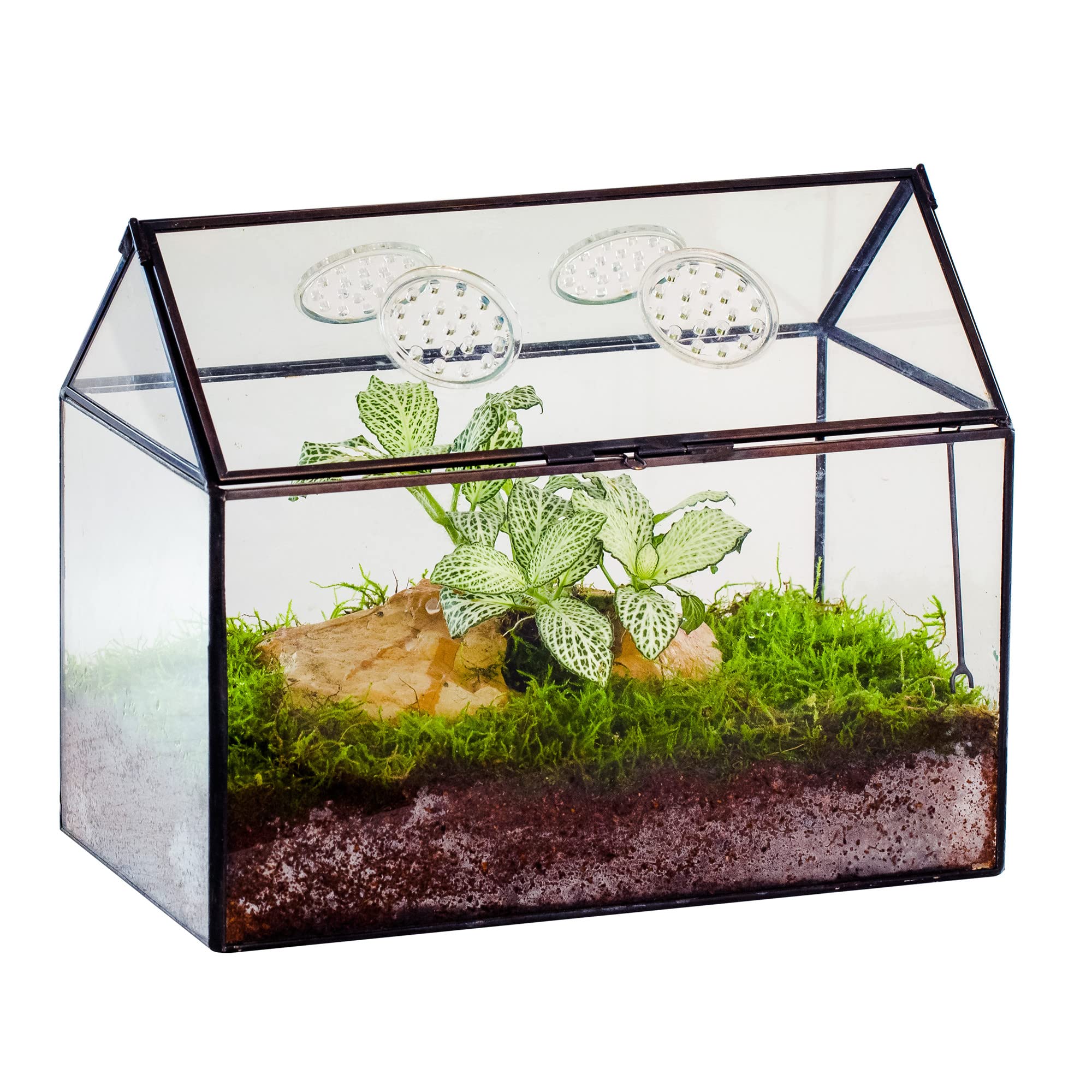 NCYP glass terrarium with house-shaped lid for secure access and display