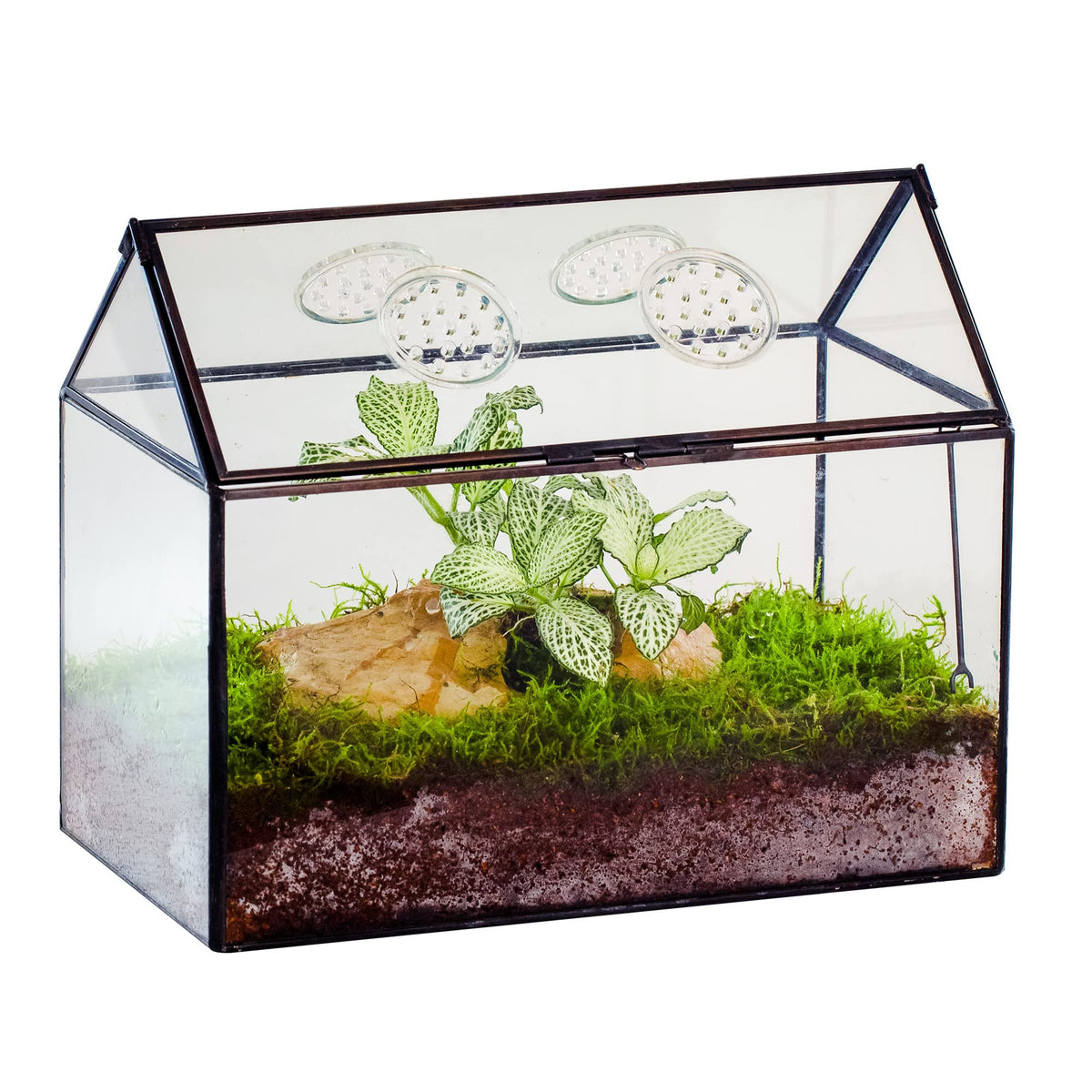 NCYP glass terrarium with house-shaped lid for secure access and display