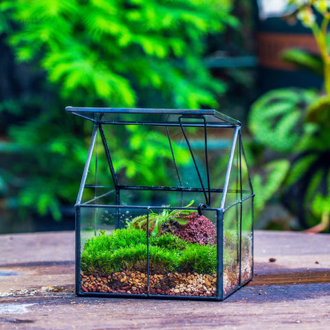 NCYP glass terrarium lid open top view for compact display