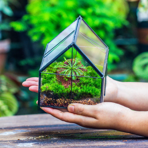 NCYP mini glass terrarium house shape lid open for easy planting