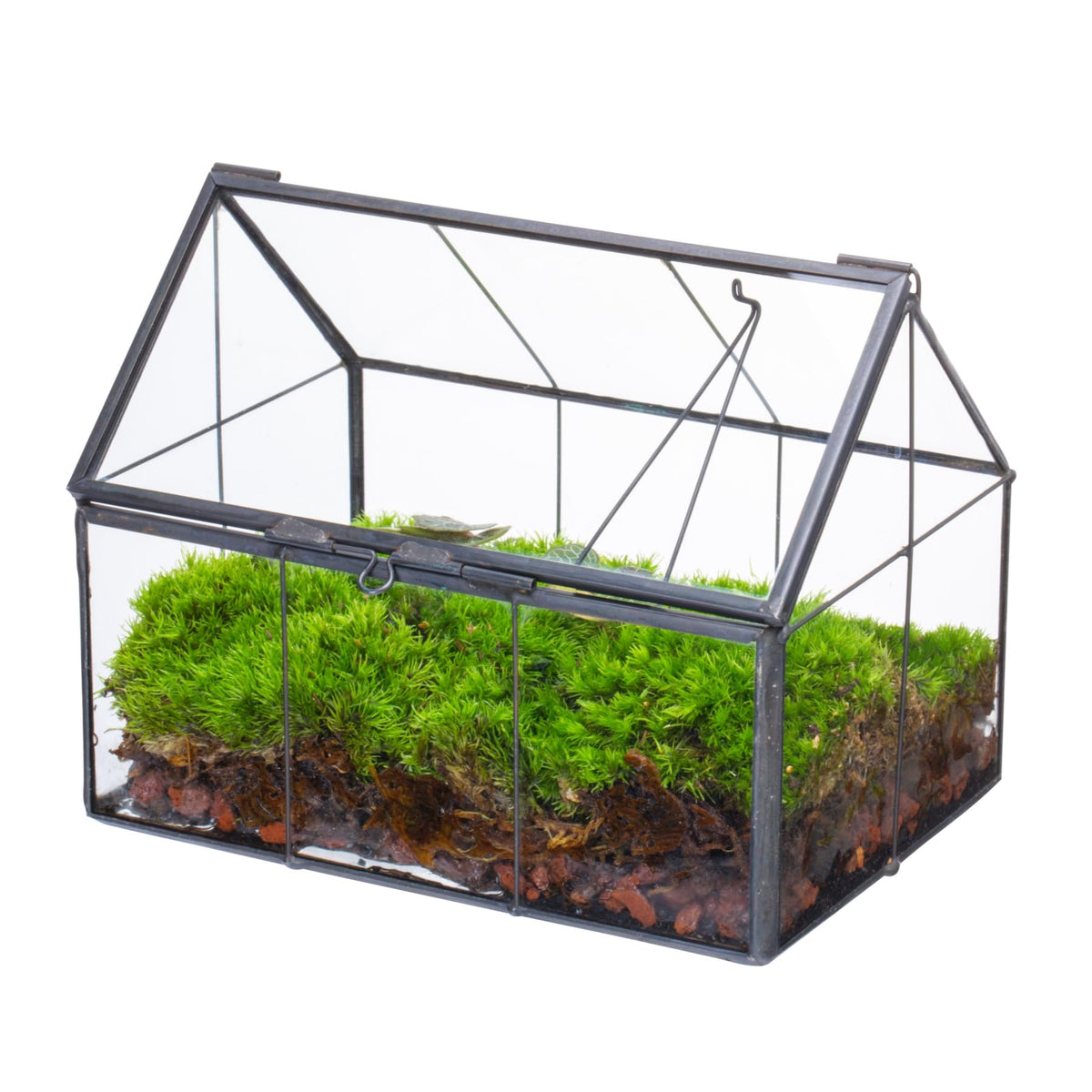 NCYP mini glass terrarium with lid—modern display for small plants