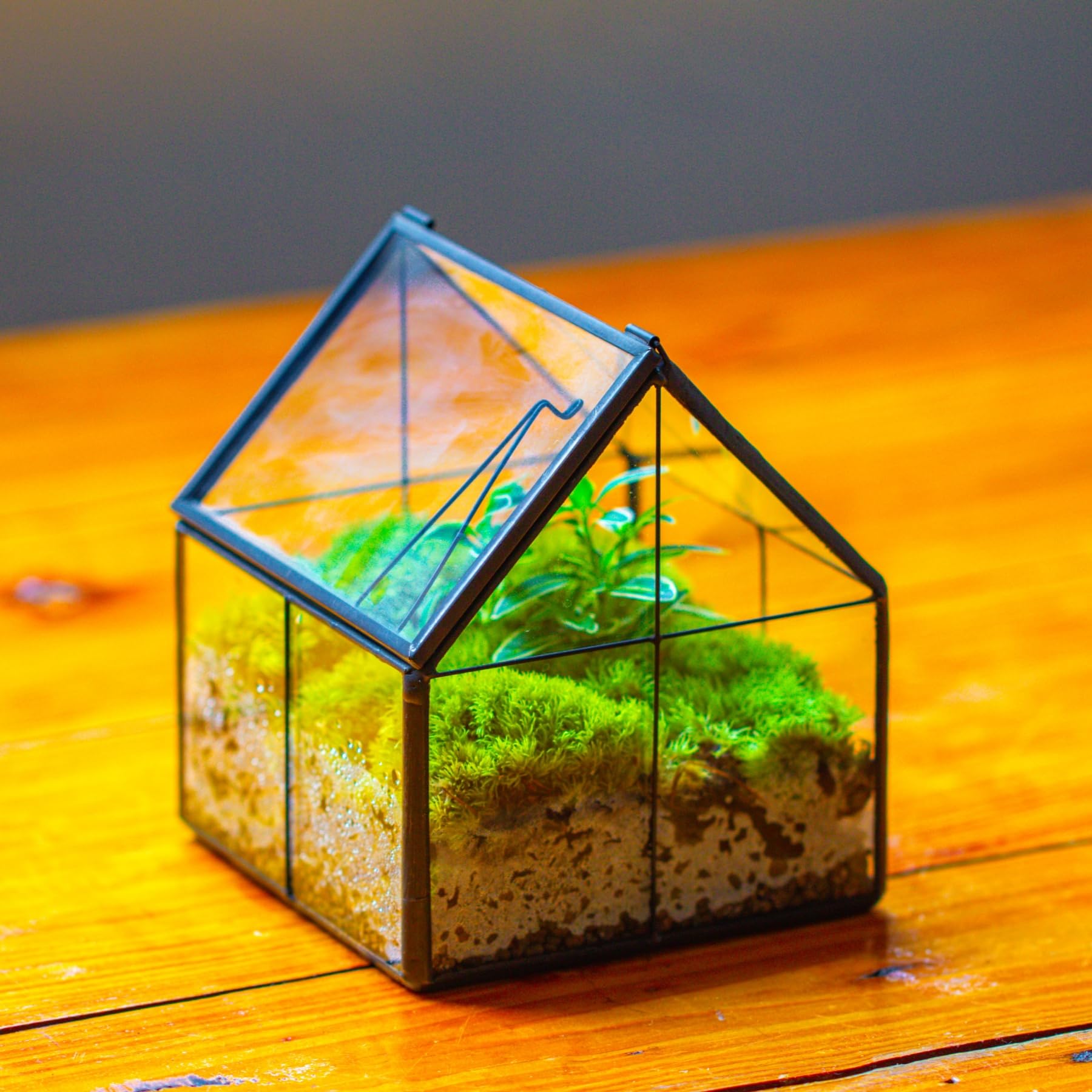NCYP mini terrarium black frame on window display