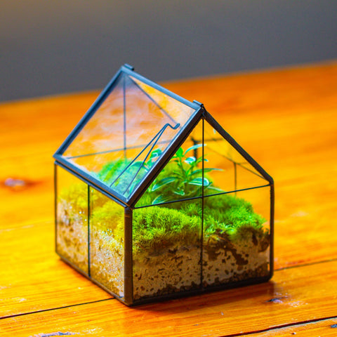 NCYP mini terrarium black frame on window display