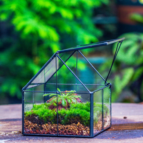 NCYP mini terrarium shelf display black frame elegance