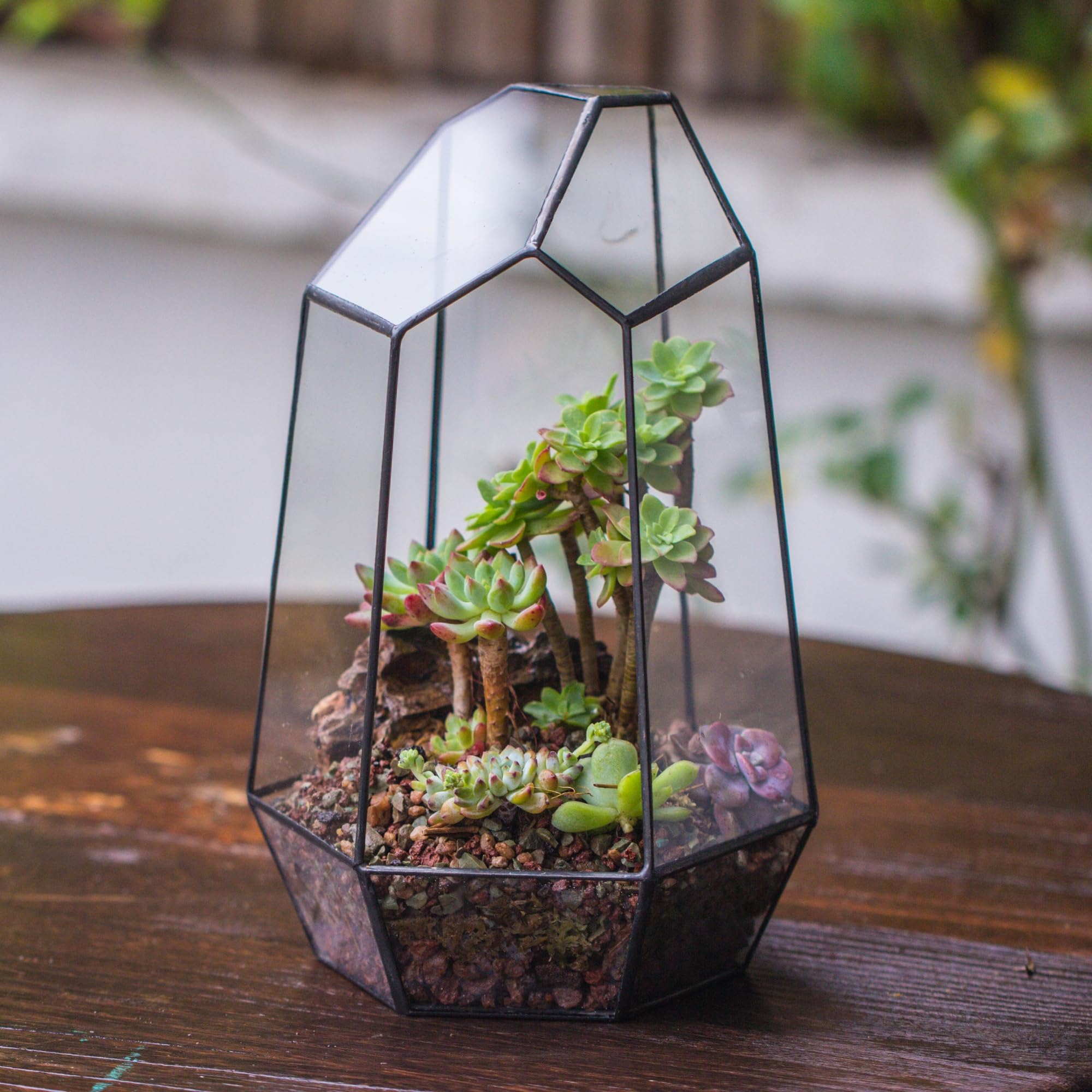 NCYP no door geometric terrarium closeup glass, emphasizes modern lines and craftsmanship