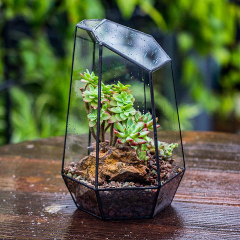 NCYP no door geometric terrarium edge detail, showcases precision beveled glass and design