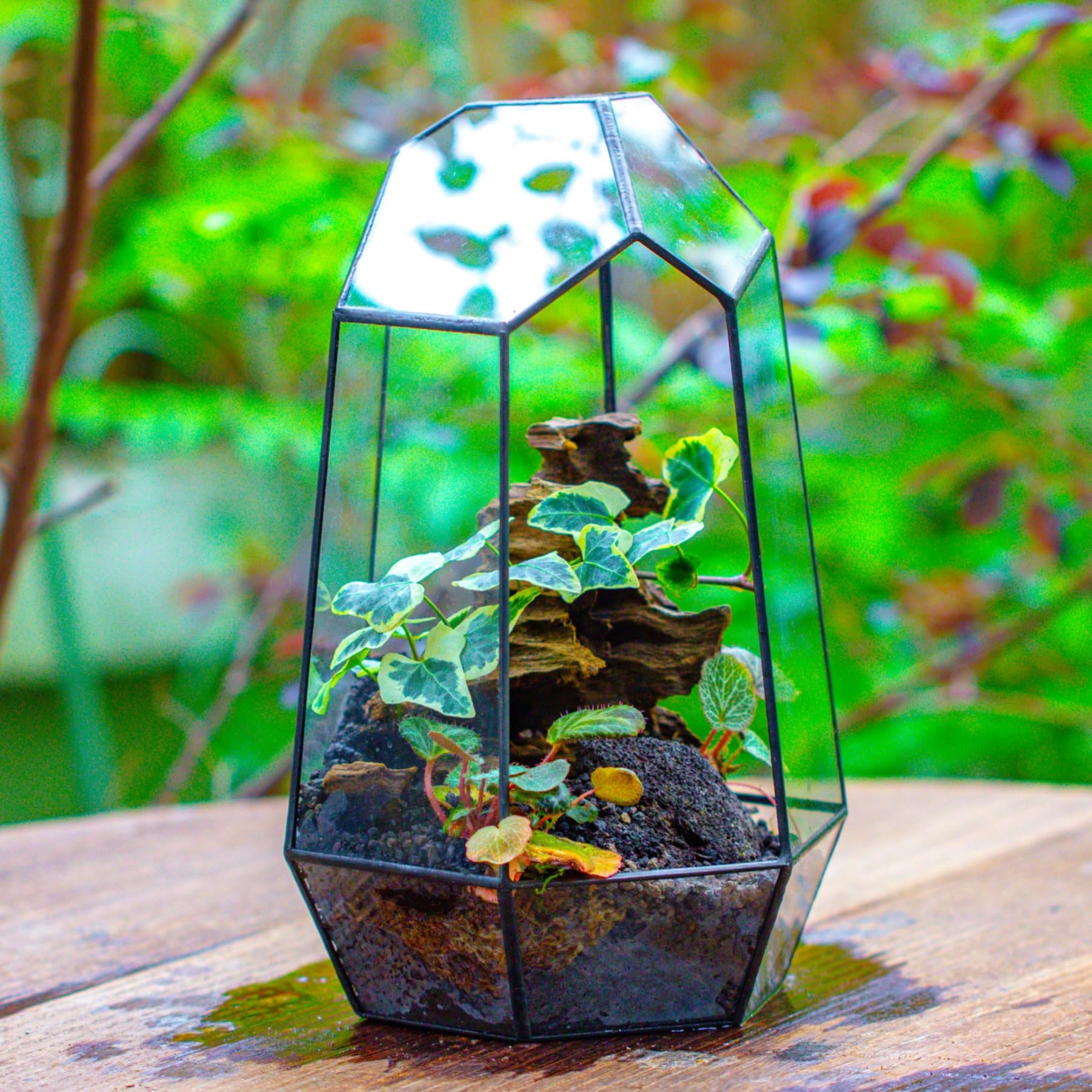 NCYP no door geometric terrarium flat lay view, suitable for tabletop arrangements