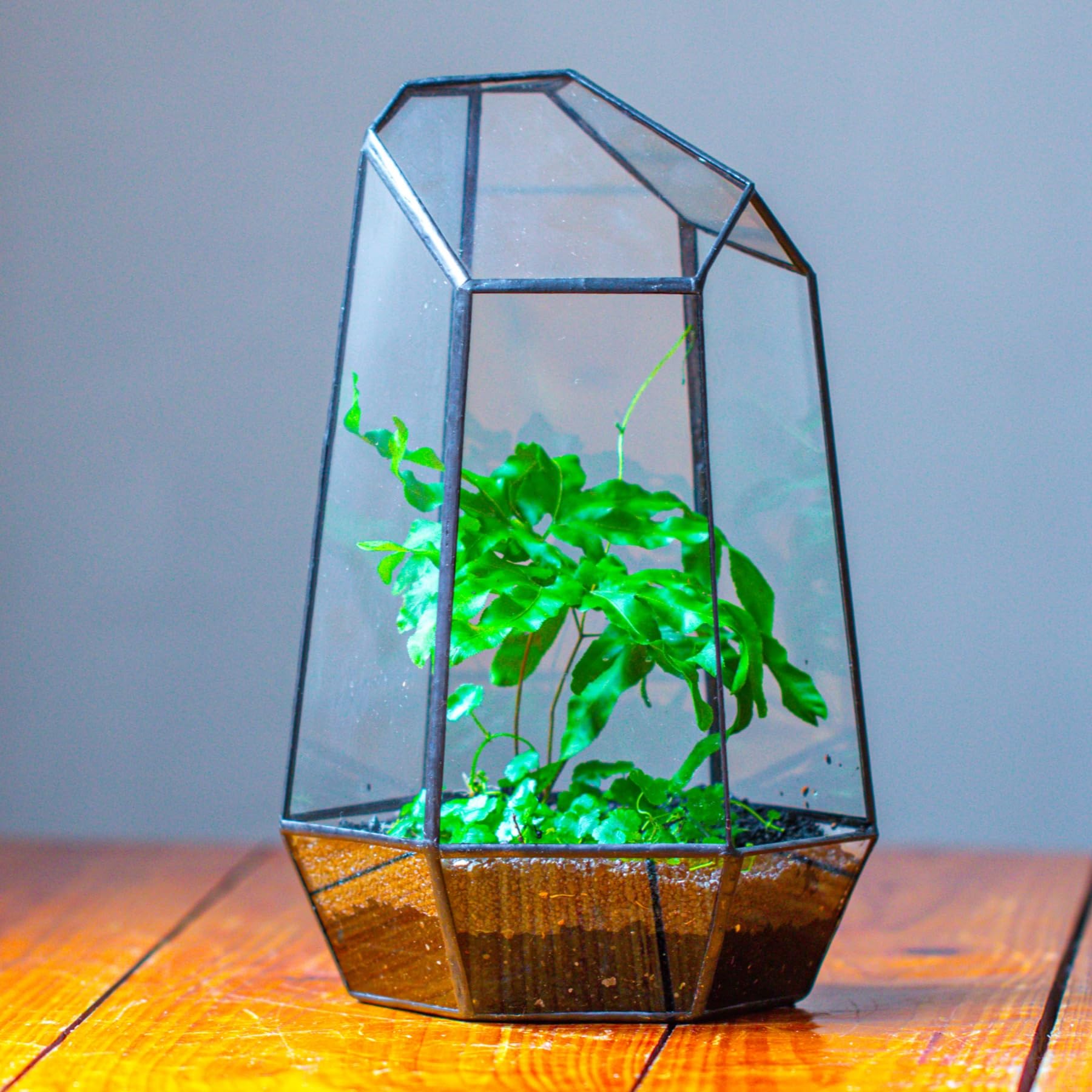 NCYP no door geometric terrarium standing view, versatile decor for upright setups
