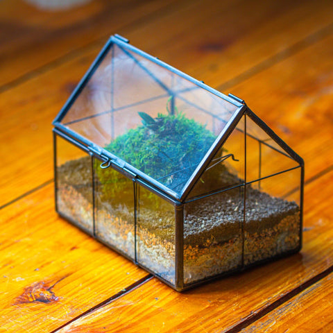 NCYP tabletop display terrarium makes a stylish centerpiece