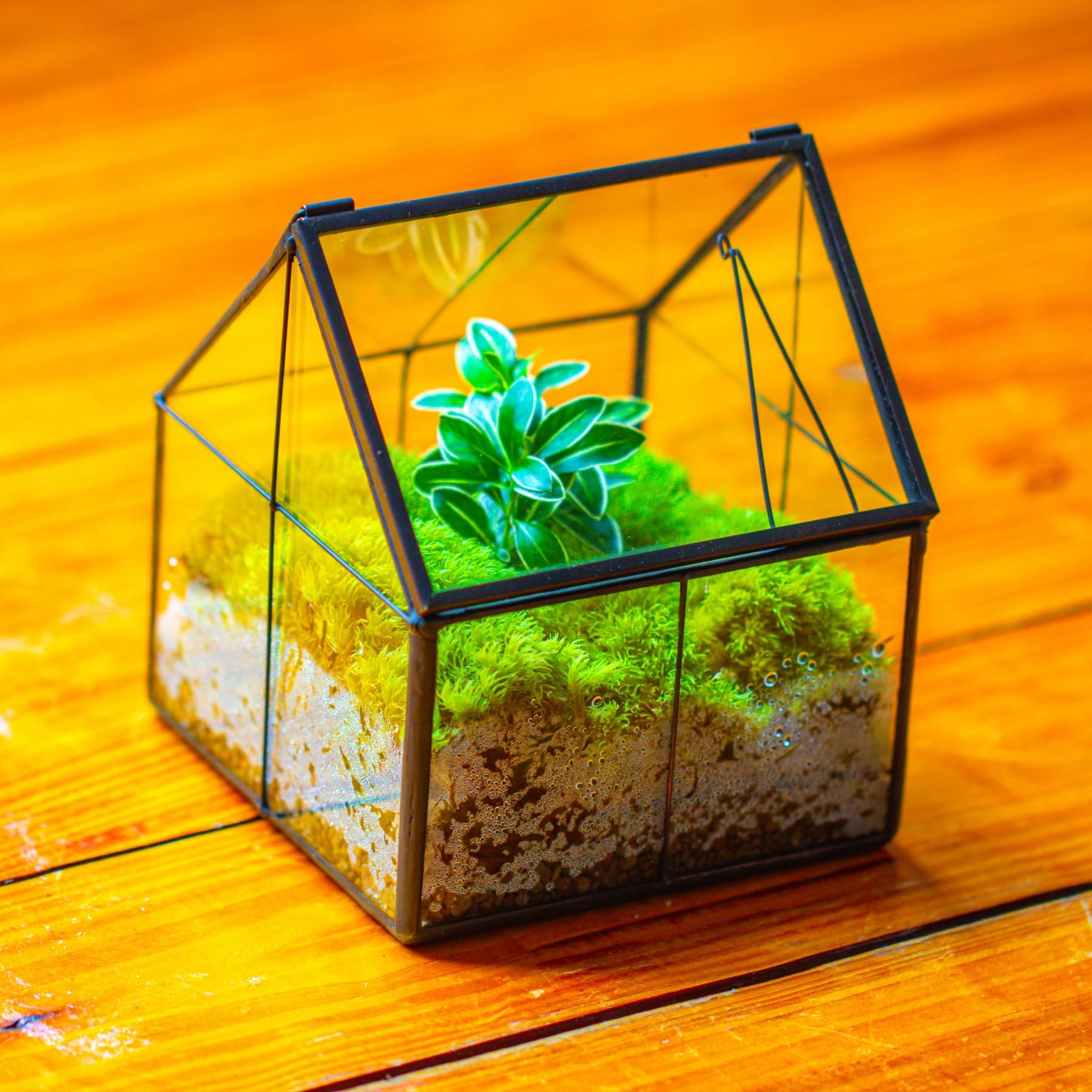 NCYP terrarium creative centerpiece for home or office