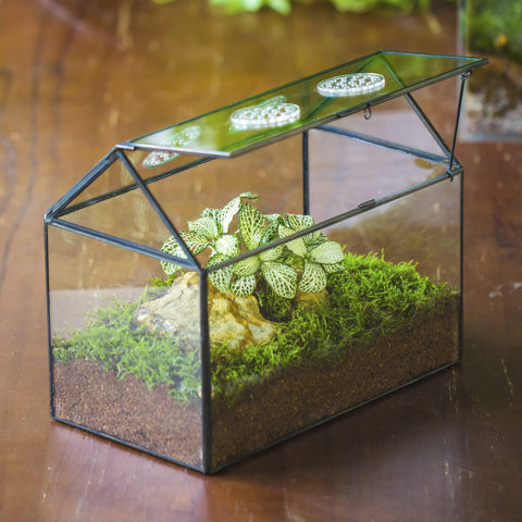 NCYP black finish terrarium designed for indoor table decor