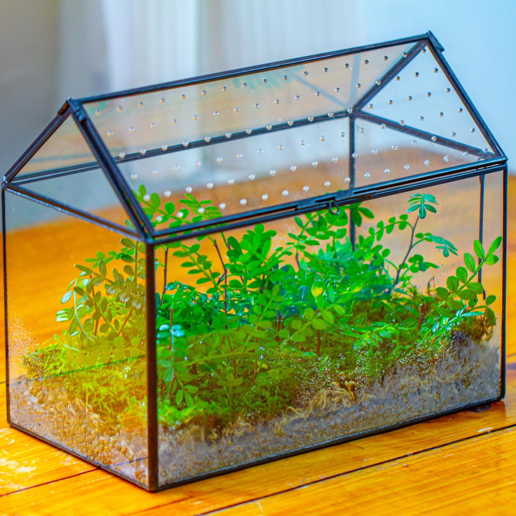 NCYP terrarium suitable for insects for compact decorative displays.