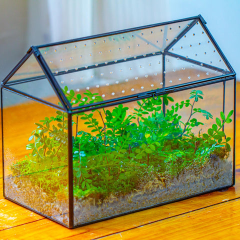 NCYP terrarium suitable for insects for compact decorative displays.