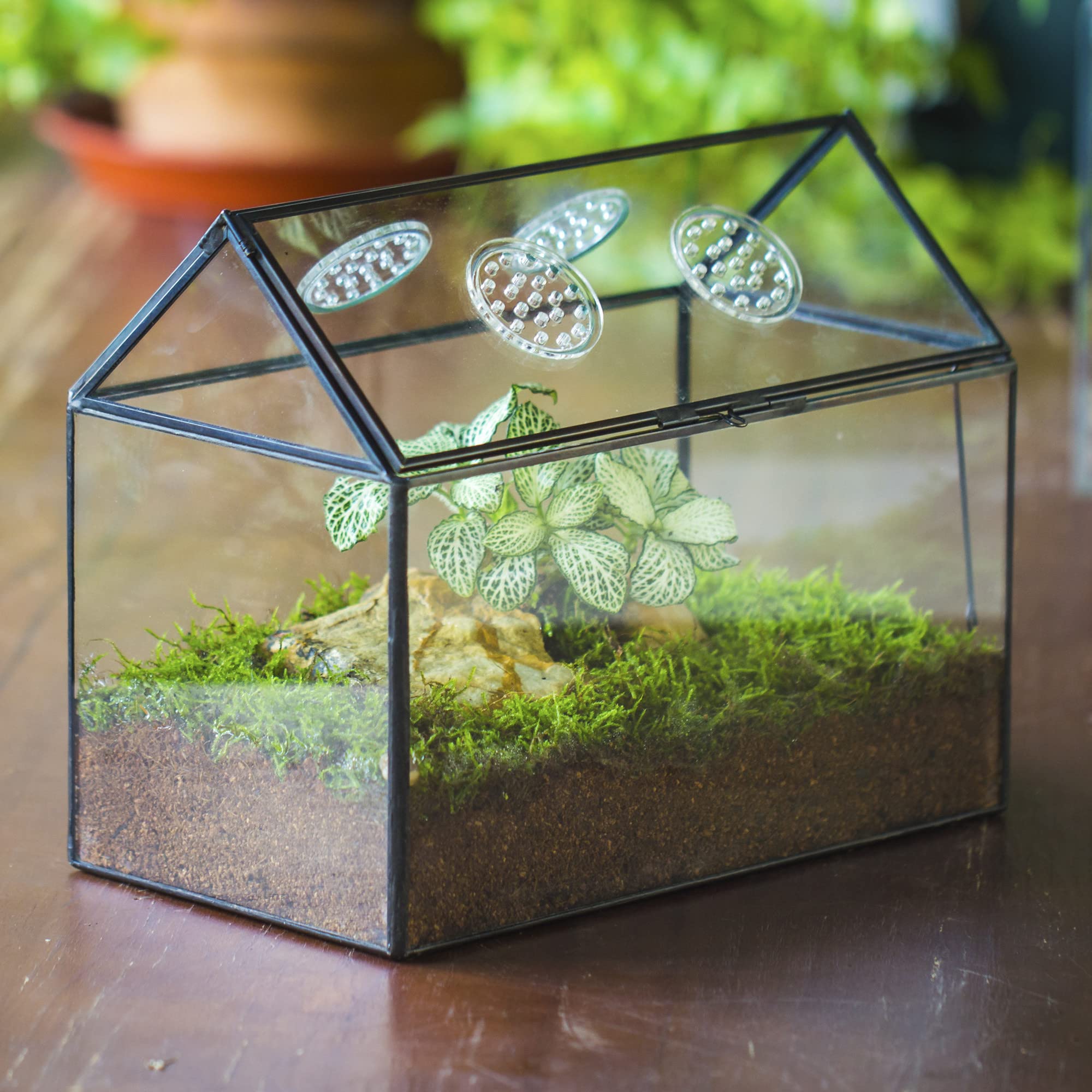 NCYP mini garden display inside a glass terrarium
