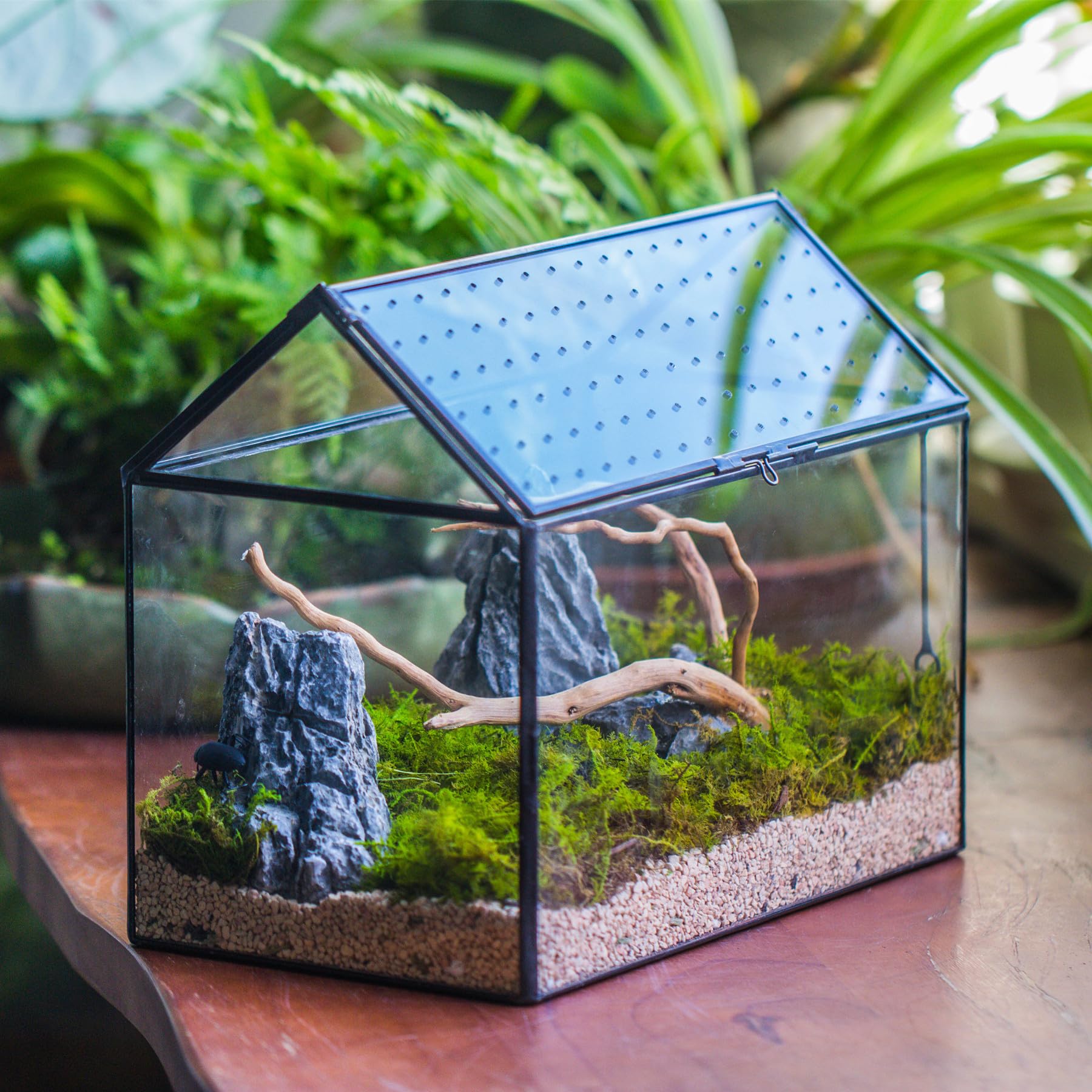 NCYP terrarium not designed to hold standing water.