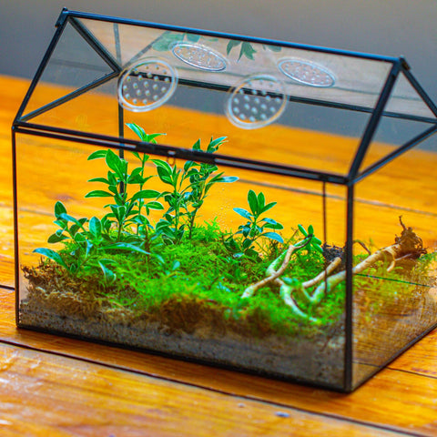 NCYP glass terrarium package; plants not included