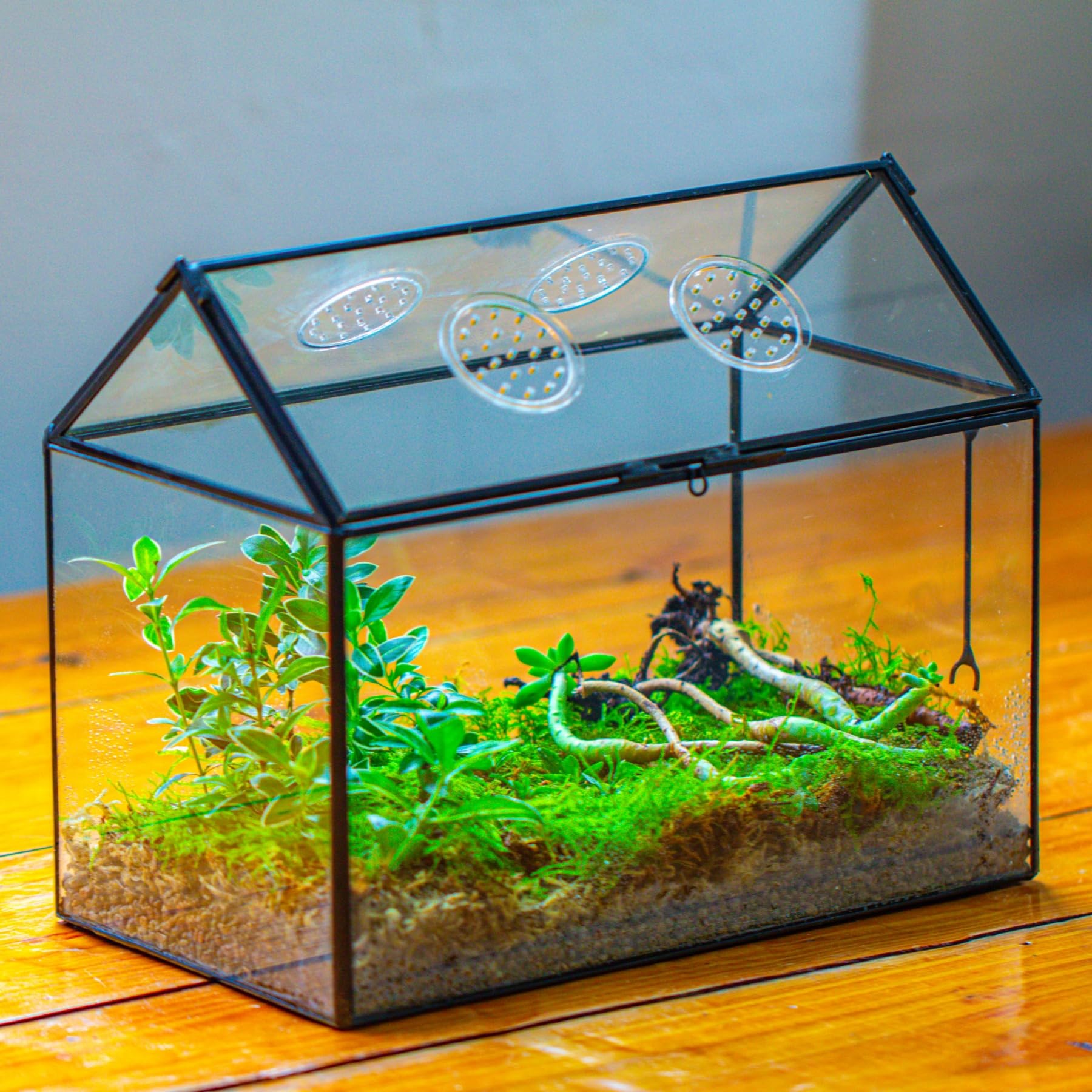 NCYP terrarium compact size 10.2 x 5.9 x 8.2 inches for small spaces