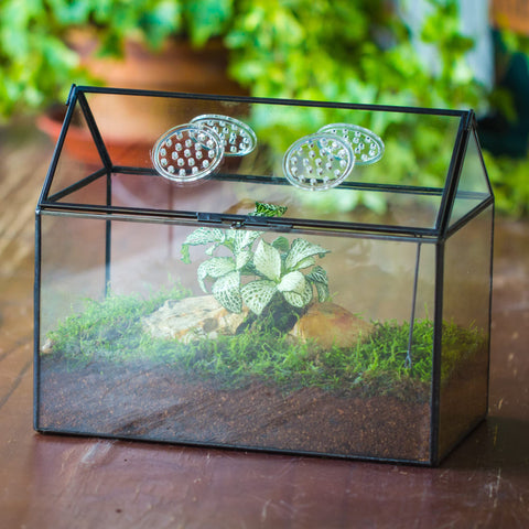 NCYP terrarium on a tabletop with ferns and small plants display