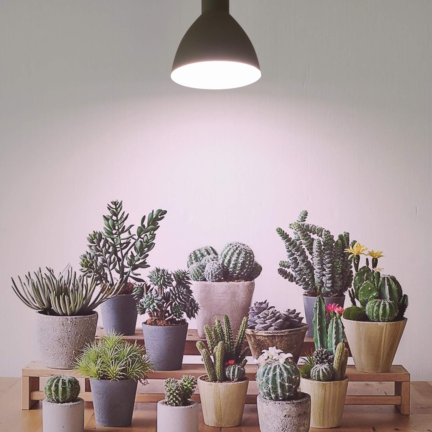 Necgemlex indoor kitchen garden using bulbs for herbs and vegetables.