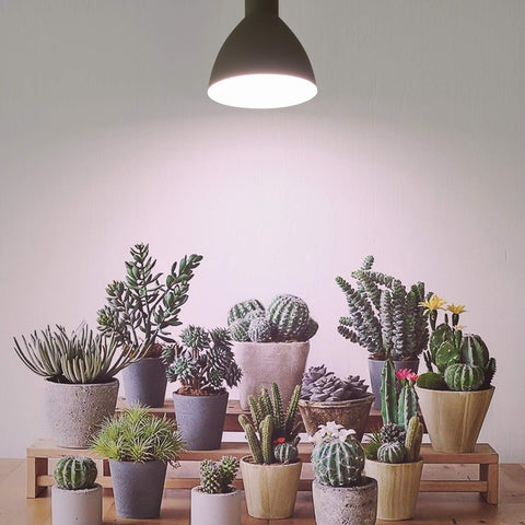 Necgemlex indoor kitchen garden using bulbs for herbs and vegetables.