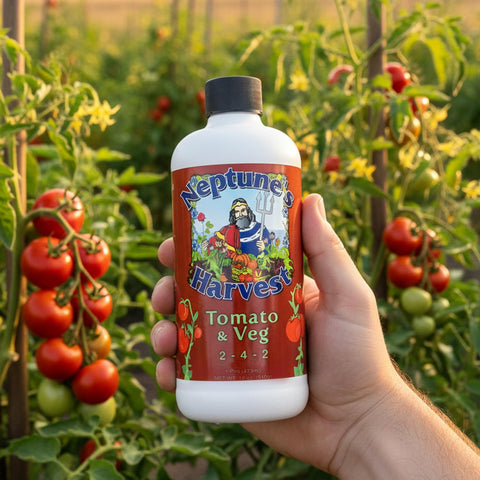 Neptune's Harvest feeding supports potential yields in the garden