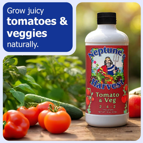 Tomatoes and vegetables thriving in a garden after Neptune's Harvest feeding