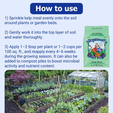 Applying Neptune's Harvest kelp meal to a garden bed.