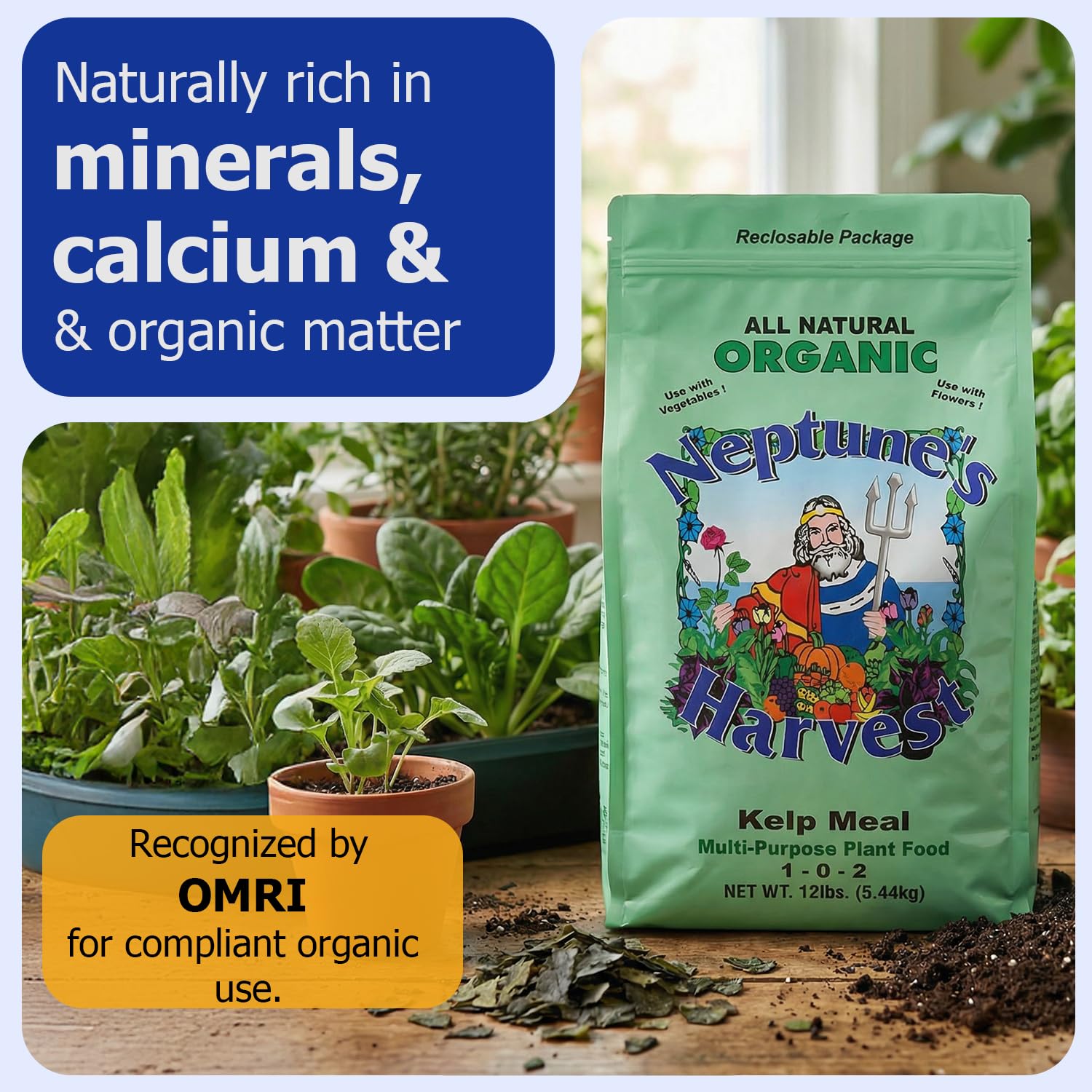 Close-up of Neptune's Harvest kelp meal powder showing natural minerals.
