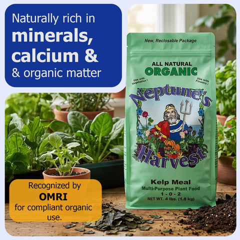 Kelp meal being sprinkled into soil for easy top-dress application