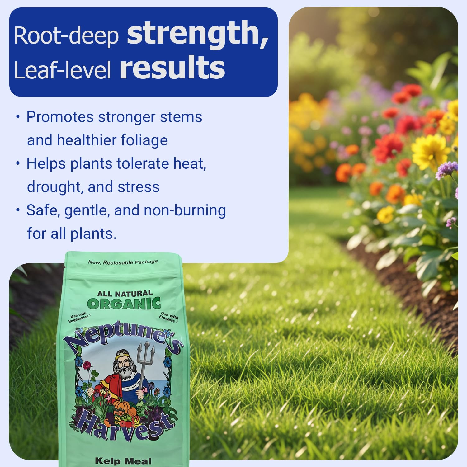 Kelp meal in garden bed aiding vegetable growth