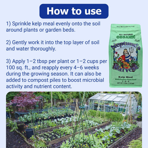 Kelp meal used around lawn soil to support steady growth