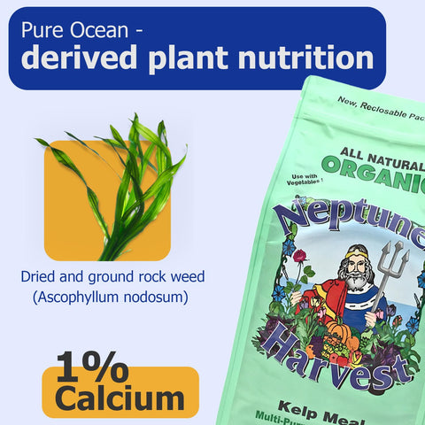 Kelp meal applied to potting mix to enrich soil quality
