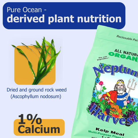 Kelp meal sprinkled into soil improving moisture and soil structure.