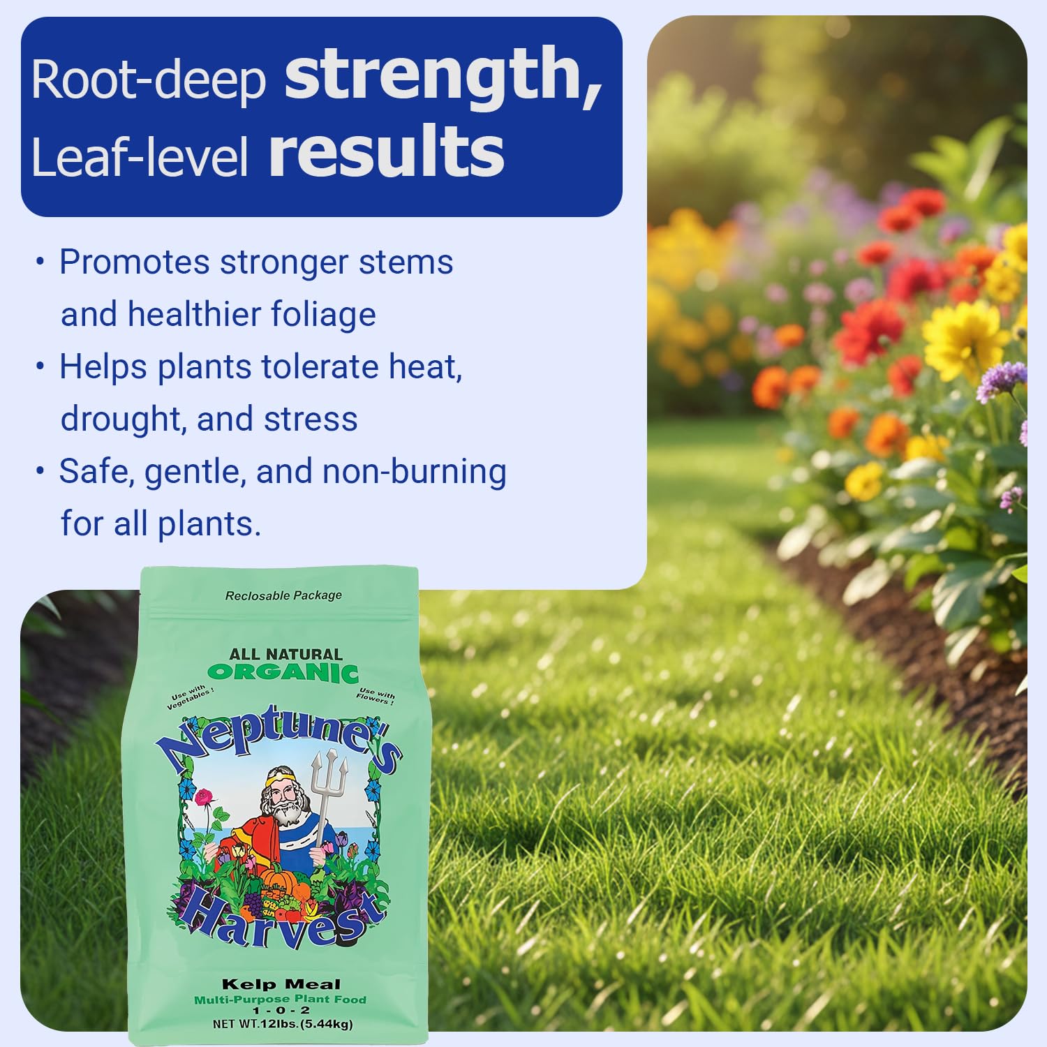 Lush vegetable garden benefiting from Neptune's Harvest kelp meal.