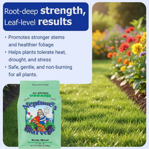 Lush vegetable garden benefiting from Neptune's Harvest kelp meal.