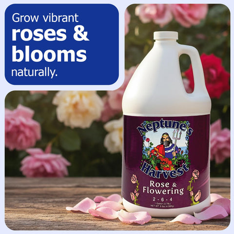 Neptune's Harvest Rose & Flowering Fertilizer application demonstrates easy soil and foliar feeding.