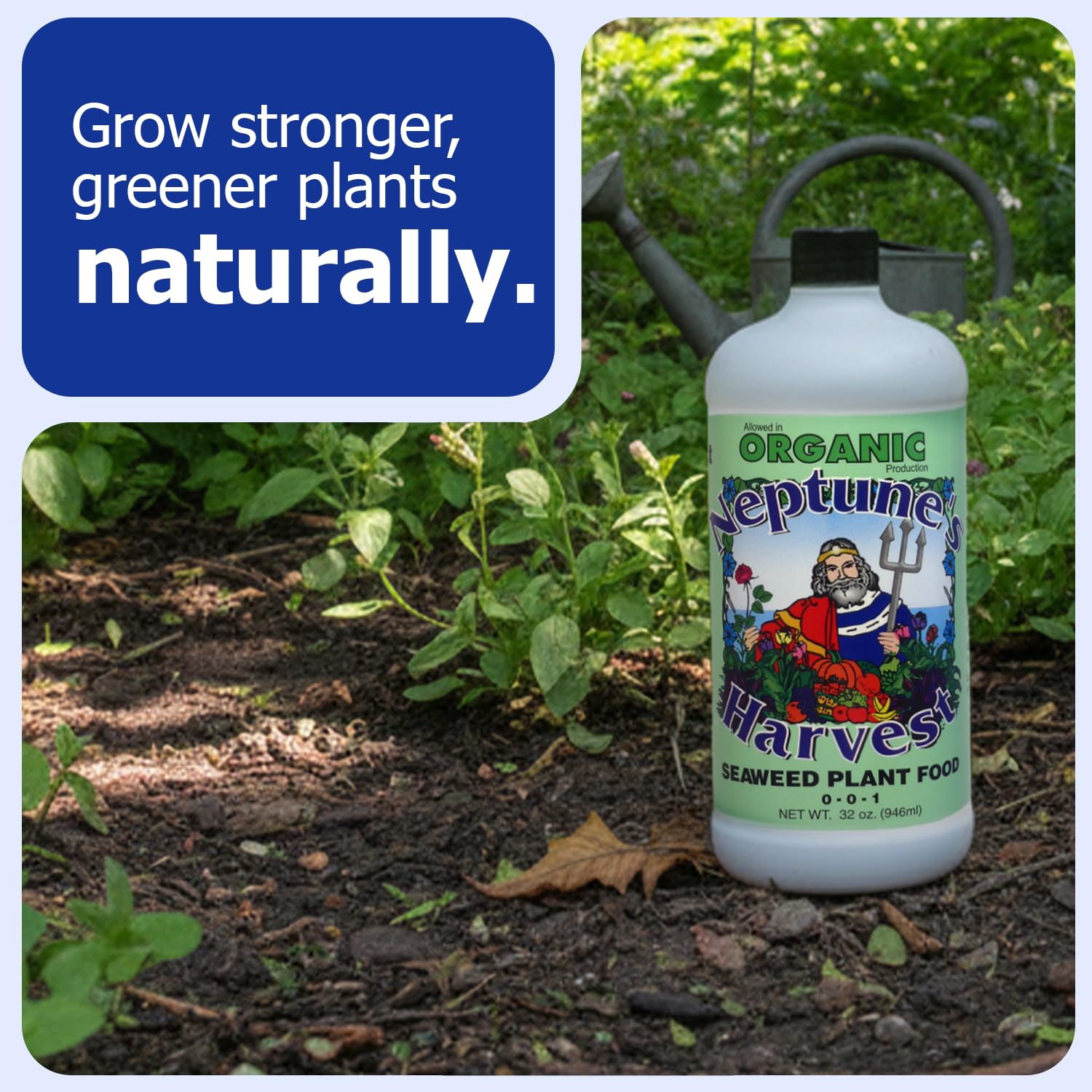 Diluting Neptune's Harvest seaweed solution for houseplants promotes lush, resilient foliage.