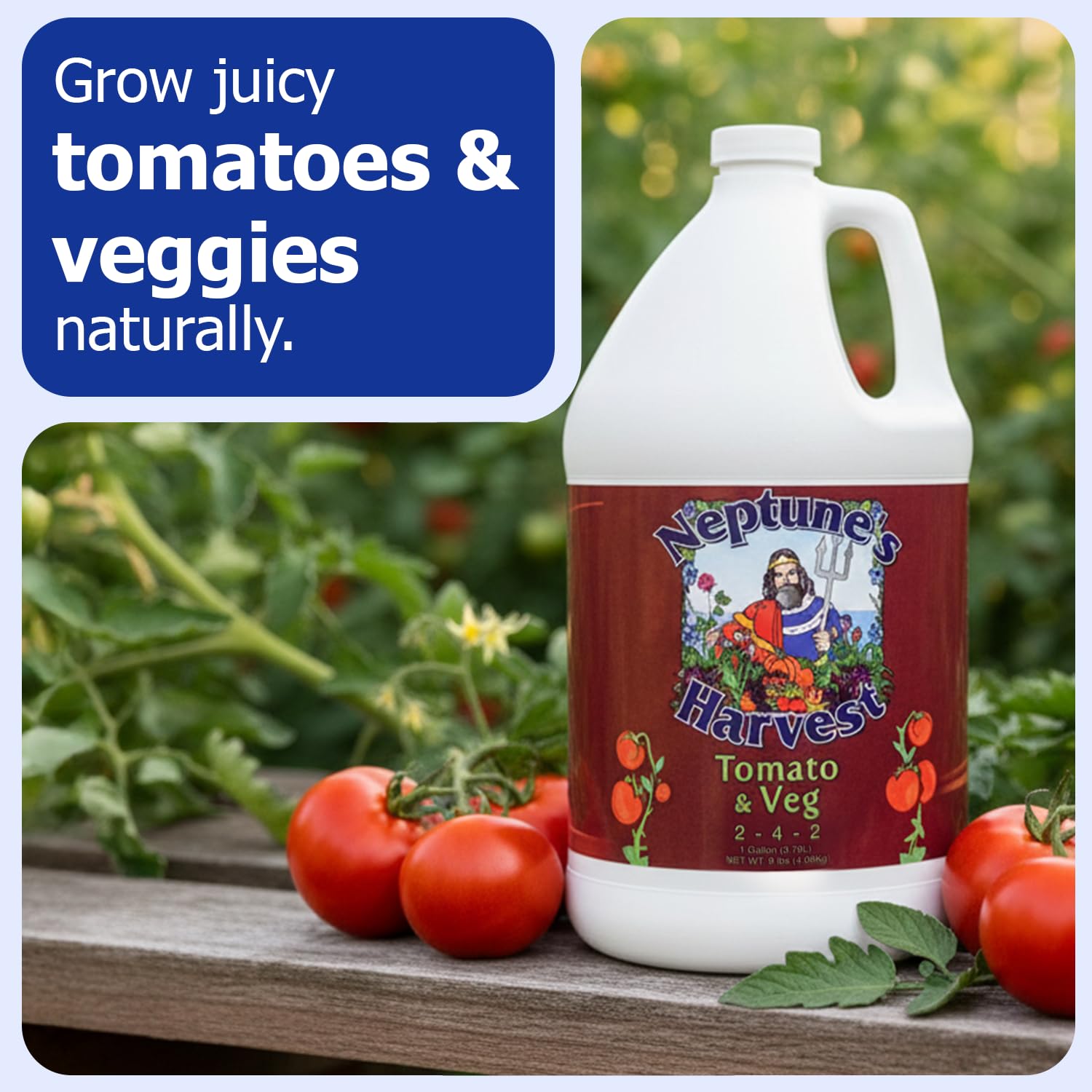 Neptune's Harvest tomato and vegetable fertilizer root-drench strengthens roots for better uptake.