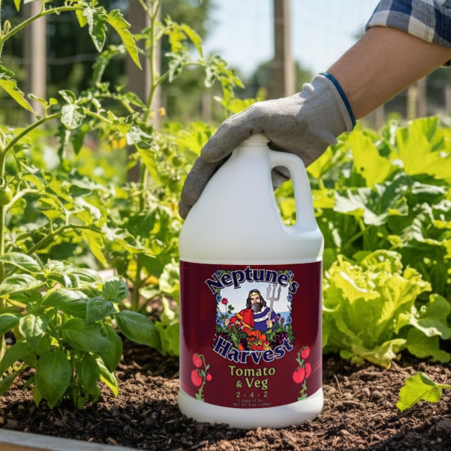 Neptune's Harvest tomato and vegetable fertilizer enhances soil health and moisture balance.