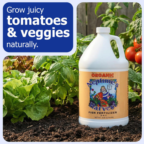 Neptune's Harvest vegetables receiving fertilizer for better yields.