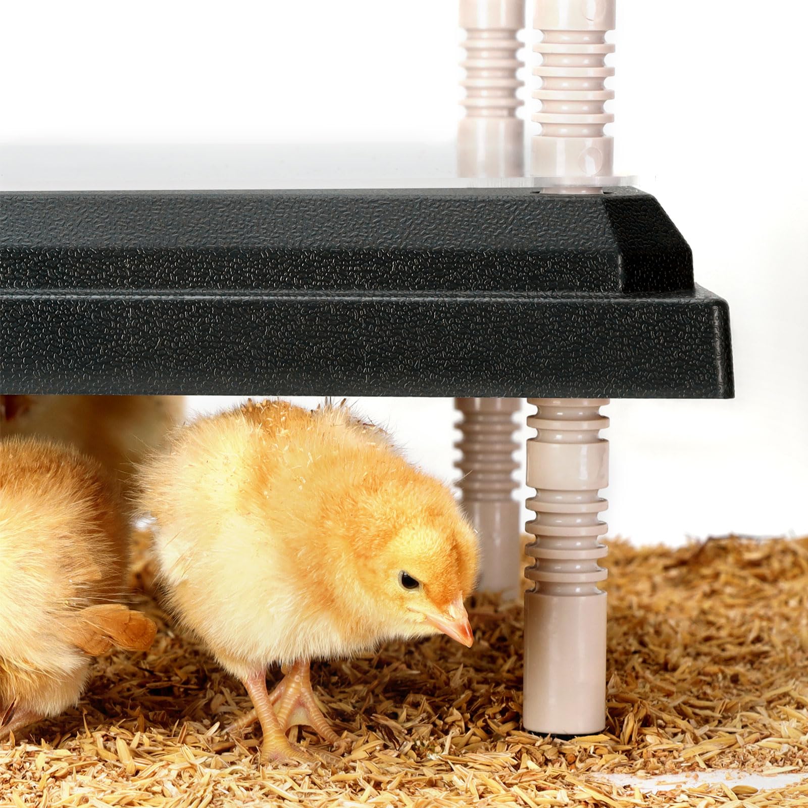NesCozy Brooder Plate suitable for ducks and quail in a shared space