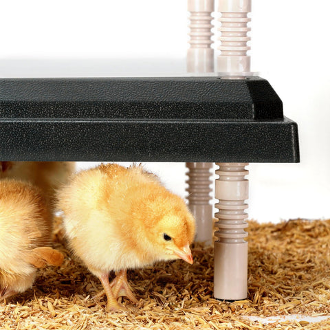 NesCozy Brooder Plate suitable for ducks and quail in a shared space