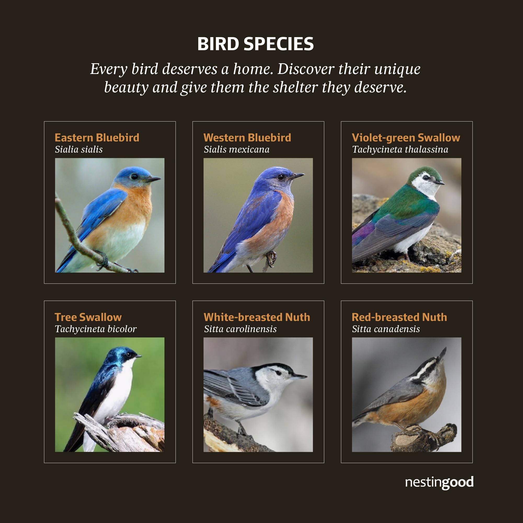 Nestingood backyard bird habitat ready for local birds