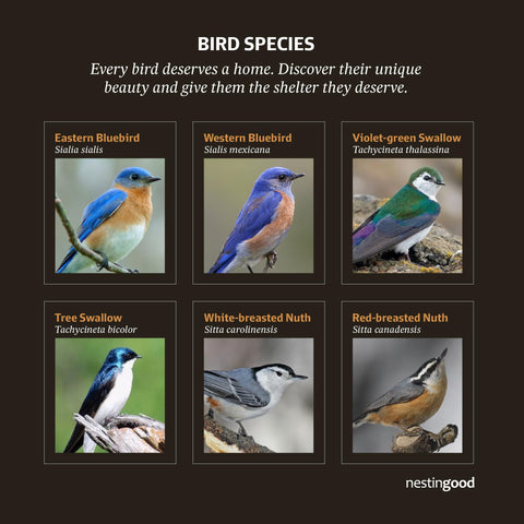 Nestingood backyard bird habitat ready for local birds