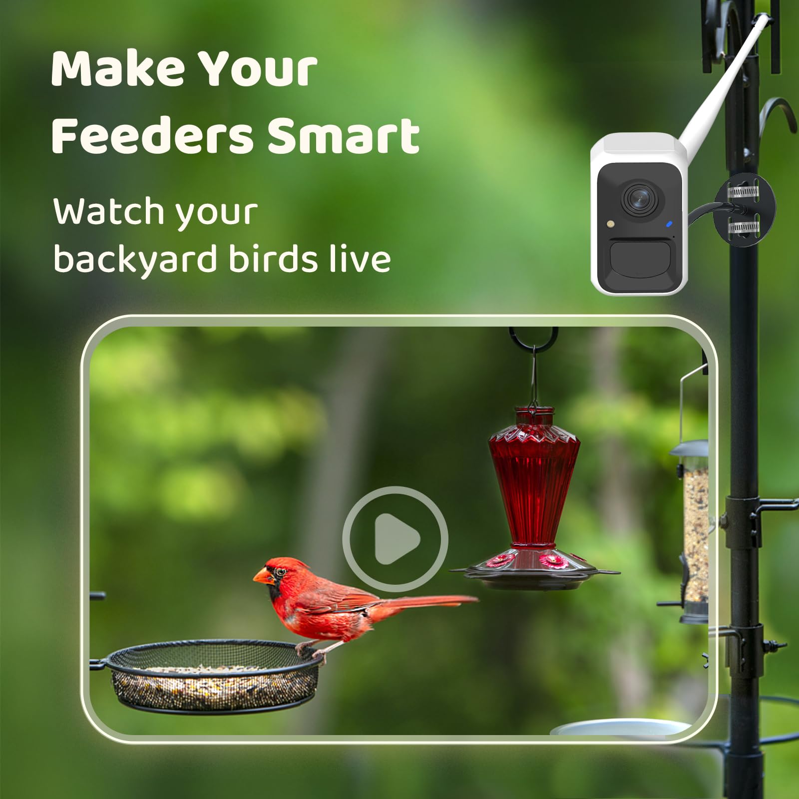 NETVUE camera with 8x magnification captures small birds clearly from afar